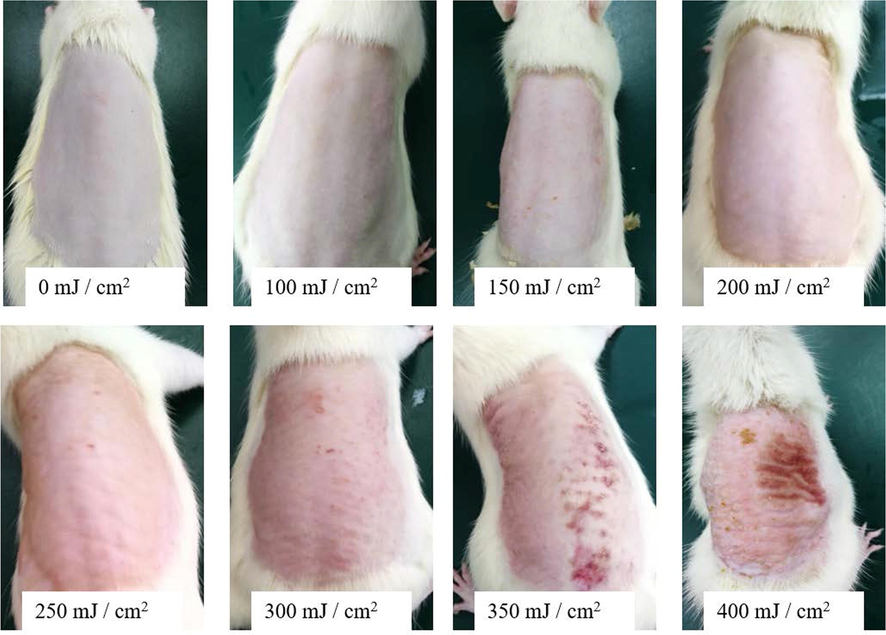 Results of different gradients of UV intensity irradiation on skin (n = 6).