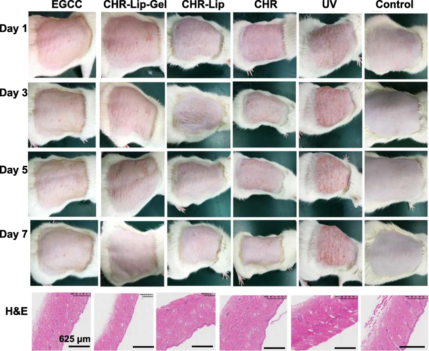 Effects of different preparations on the UV photoaging model and H&E-stained skin sections (n = 6).