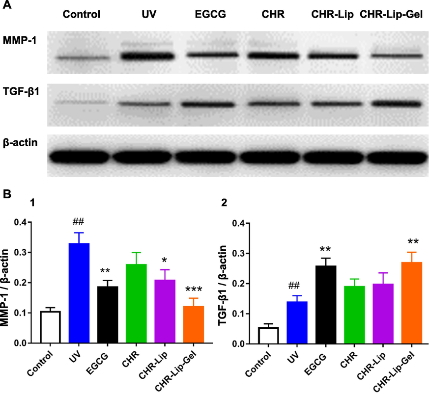 (A) The expression of MMP-1 and TGF-β1 in rat back skin. (B) The expression of (MMP-1 and TGF-β1)/β-actin (mean ± SD, n = 6). Note: # indicates the UV group vs. the no treatment group (Control), (##p < 0.01), * indicates another group vs. the UV group, (*p < 0.05, **p < 0.01, ***p < 0.001).