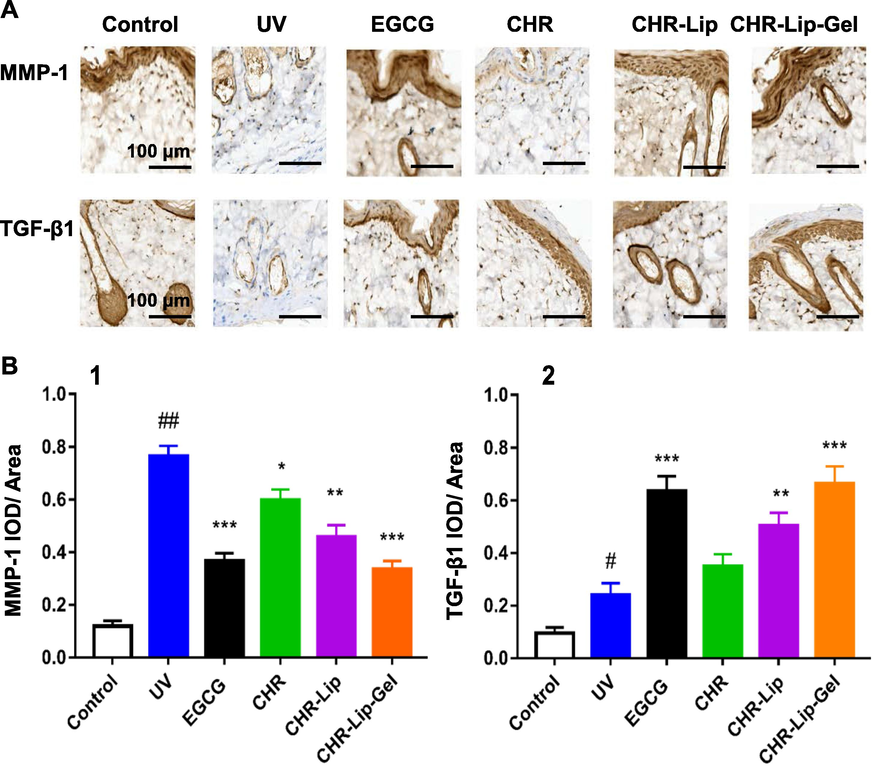 (A) Immunohistochemistry of MMP-1 and TGF-β1 in rat skin. (B) Semiquantitative expression of MMP-1 and TGF-β1 in the IOD/area (mean ± SD, n = 6). Note: # indicates the UV group vs. the no treatment group (Control), (##p < 0.01), * indicates another group vs. the UV group, (*p < 0.05, **p < 0.01, ***p < 0.001).