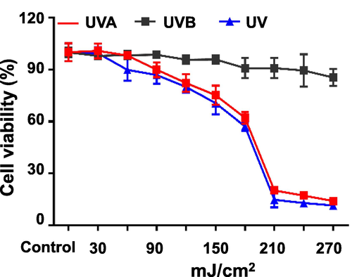 Effects of different doses of UV irradiation on cell viability (mean ± SD, n = 6).