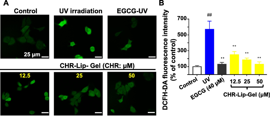 (A) The level of ROS in HaCaT cells (DCFH-DA staining, × 630). (B) The fluorescence intensity of DCFH-DA in HaCaT cells (mean ± SD, n = 6). Note: # indicates the UV group vs. the no treatment group (Control), (##p < 0.01), * indicates another group vs. the UV group, (**p < 0.01).