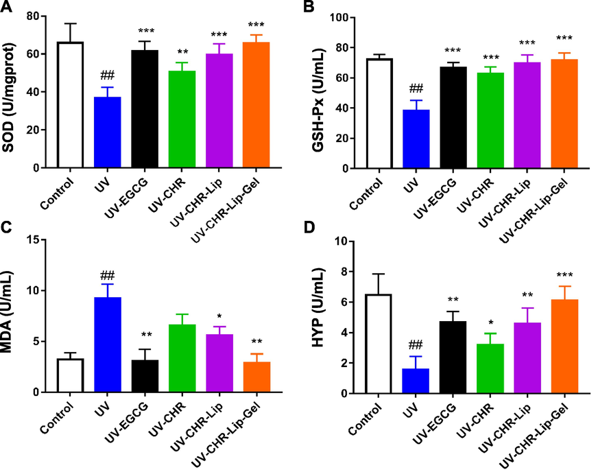 The results of SOD (A), GSH-PX (B), MDA (C) and HYP (D) oxidative stress index (mean ± SD, n = 6). Note: # indicates the UV group vs. the blank control, (##p < 0.01), * indicates another group vs. the UV group, (*p < 0.05, **p < 0.01, ***p < 0.001).