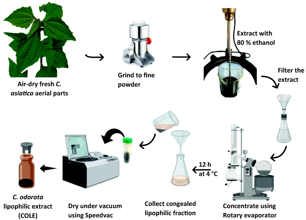 Schematic representation of the preparation of C. odorata lipophilic extract (COLE) from aerial part of the plant.