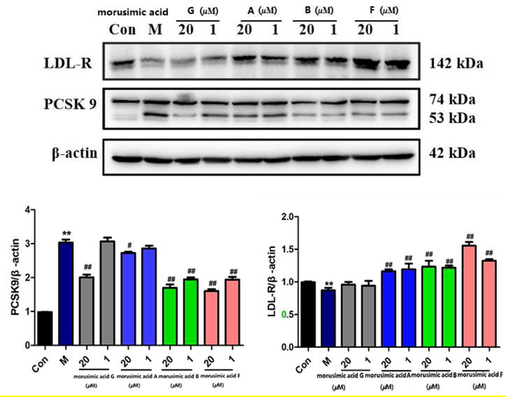 Effects of morusimic acid G, morusimic acid A, morusimic acid B and morusimic acid F on the expression of PCSK9 and LDL-R proteins at different concentrations. Protein expression was studied by western blotting with β-actin used as control (n = 3). **P < 0.01 vs. control group and ##P < 0.01, #P < 0.05 vs. Model group.