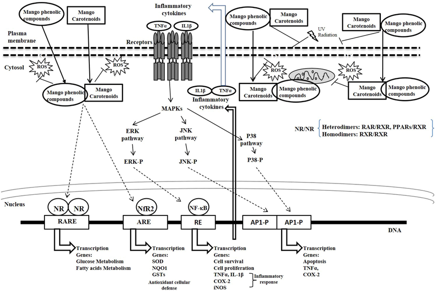 Possible mechanisms of the effects of mango carotenoids and phenolic compounds. ARE: antioxidant response element; AP1-P: activator protein 1 phosphorylated; COX-2: cyclooxygenase-2; DNA: deoxyribonucleic acid; IL1b: interleukin 1-b; iNOS: inducible nitric oxide-synthase; MAPKs: mitogen-activated protein kinases; ERK: extracellular signal-regulated kinase; ERK: extracellular signal-regulated kinase phosphorylated; GSTs: glutathione-S-transferases; JNK: c-Jun N-terminal kinase; JNK-P: c-Jun N-terminal kinase phosphorylated; NR: nuclear receptor; NF-kB: nuclear factor kappa-B; Nrf2: nuclear factor erythroid 2-related factor 2; NQO1: NAD(P)H quinone oxidoreductase 1; P38: mitogen-activated protein kinase p38; P38-P: mitogen-activated protein kinase p38 phosphorylated; RAR: retinoic acid receptor; RARE: retinoic acid response element; RXR: retinoid X receptor; PPARs: peroxisome proliferator-activated receptors; RE: Response element; ROS: reactive oxygen species; SOD: superoxide dismutase; TNFa: tumor necrosis factor-alpha; UV: Ultraviolet.