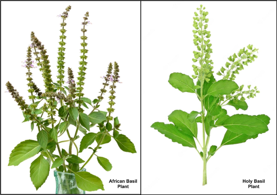 A snapshot of African and Holy Basil plants showing some morphological features.