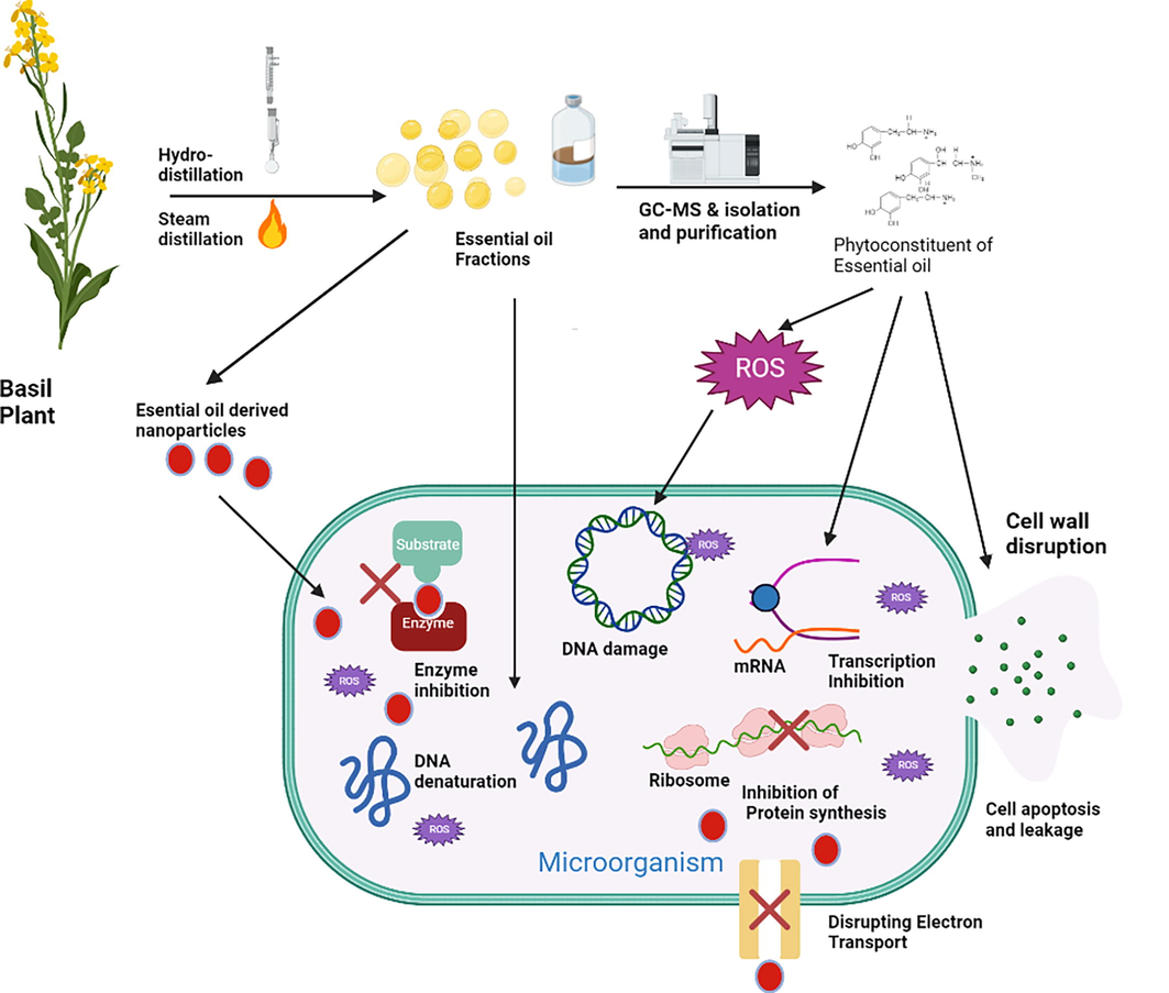 Possible mechanisms of antimicrobial activities of essential oil from African and Holy Basil.