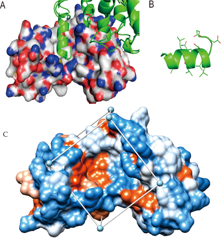 The binding mode of E6-E6AP, and crystal structure, docking space of E6 Note: A shows the binding mode of E6 and E6AP, in which the “LXXLL” segment in the binding groove is an α helix, B shows the main amino acid residues and their positions on the helix. C shows crystal structure and docking space of E6.; The box represents the docking space, which wraps around the target of E6 protein.