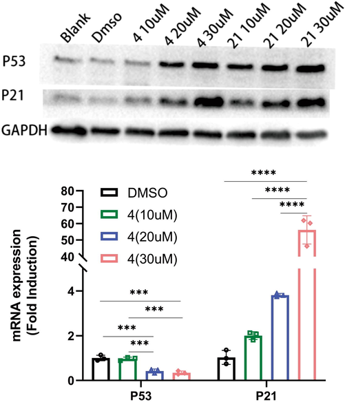 Effect of compounds on p53/p21 concentration and relative expression levels on SiHa cells with different compounds concentration. Note: The expression data in the figure are the percentage of expression relative to DMSO group, * represents P value, *** represents p < 0.001, ** represents p < 0.01, *represents p < 0.05.