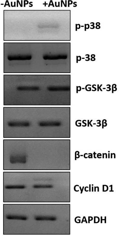 The effects of biosynthesized AuNPs (45 μg/mL) using leaf extract of Citrus medica on regulation of Wnt signaling pathways determined by western blot analysis in HepG2 (human liver cancer cell line) cells. The HepG2 cells were incubated with biosynthesized AuNPs for 24 h.