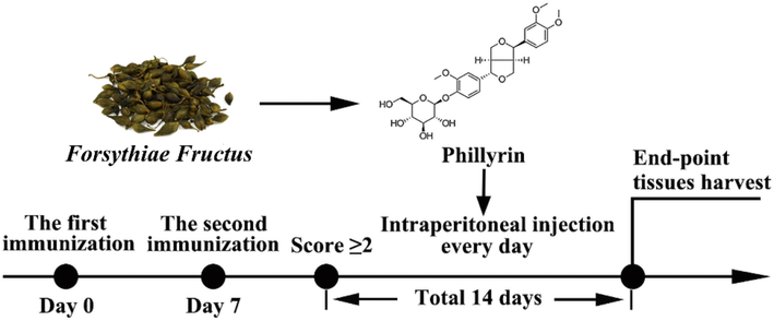 The scheme of CIA induction and Phil’s treatment. The rats received their first immunization on day 0, followed by a second immunization on day 7. Once their clinical score reached ≥ 2, CIA rats were randomly assigned to intraperitoneally receive either 10 mg·kg−1 or 20 mg·kg−1 of Phillyrin or vehicle (0.9% saline) daily for 14 days. Additionally, the positive drug group was given 3 mg·kg−1 of MTX once every 3 days. After 14 days of treatment, the rats were sacrificed and their tissues were collected for further analysis.