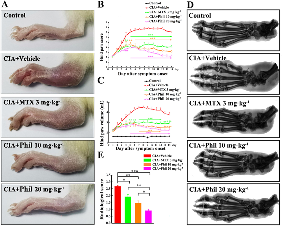 Phil significantly improves the symptoms in the rats with CIA. (A) At the end of the treatment, photographs of the hind paws of the rats with CIA were taken. Hind paw score (B) and Hind paw volume (C) were assessed during the treatment period (mean ± SEM, n = 7, *P < 0.05, **P < 0.01 and ***P < 0.001 versus CIA-Vehicle group); Representative radiographs of hind paws from different groups were shown in (D), and (E) the radiological scoring scale was used to score the different groups (mean ± SEM, n = 7, *P < 0.05, **P < 0.01 and ***P < 0.001).