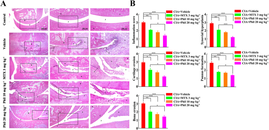 Phil significantly ameliorates the pathological changes in the rats with CIA. (A) Representative H&E staining of ankle joints in different groups. (B) Histopathological evaluation of ankle joints in different groups. (mean ± SEM, n = 7, *P < 0.05, **P < 0.01 and ***P < 0.001). B, bone; C, cartilage; J, joint space; P, pannus; S, synovium.