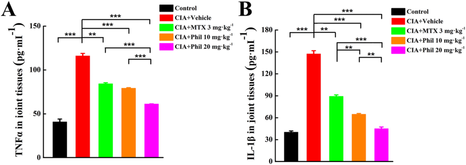 Phil significantly decreases the production of inflammatory cytokines (TNFα and IL-1β) in the joint tissues of the rats with CIA. After homogenizing the right hind ankles and paws of CIA rats, the levels of TNFα (A) and IL-1β (B) were quantified (means ± SEM, n = 7, **P < 0.01 and ***P < 0.001).