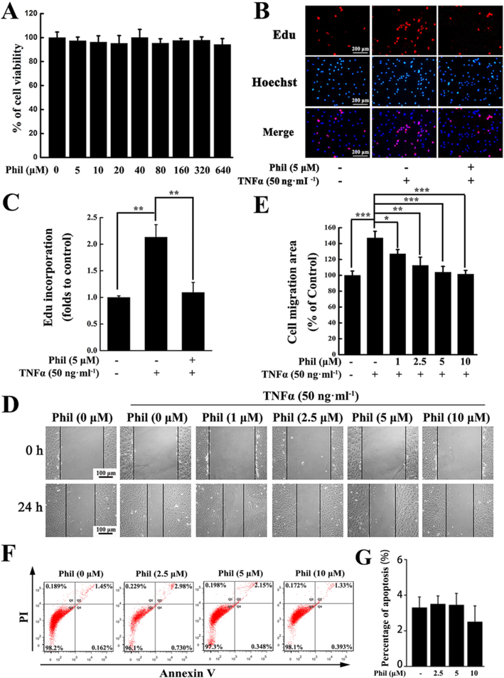 Phil treatment suppresses the proliferation and migration of arthritic FLS cells stimulated by TNFα. (A) MTS assay proved that Phil at given doses had little effect on the arthritic FLSs’ viability (means ± SD, n = 3). (B, C) EdU incorporation assay proved that 5 μM Phil could reduce the proliferation rate of arthritic FLSs. Data are presented as means ± SD of three independent experiments (**P < 0.01). (D, E) Representative graphs and statistical analysis of the wound healing assay (means ± SD, three independent experiments, *P < 0.05, **P < 0.01 and ***P < 0.001). (F) Representative graphs and statistical analysis of the apoptosis assay (means ± SD, three independent experiments).