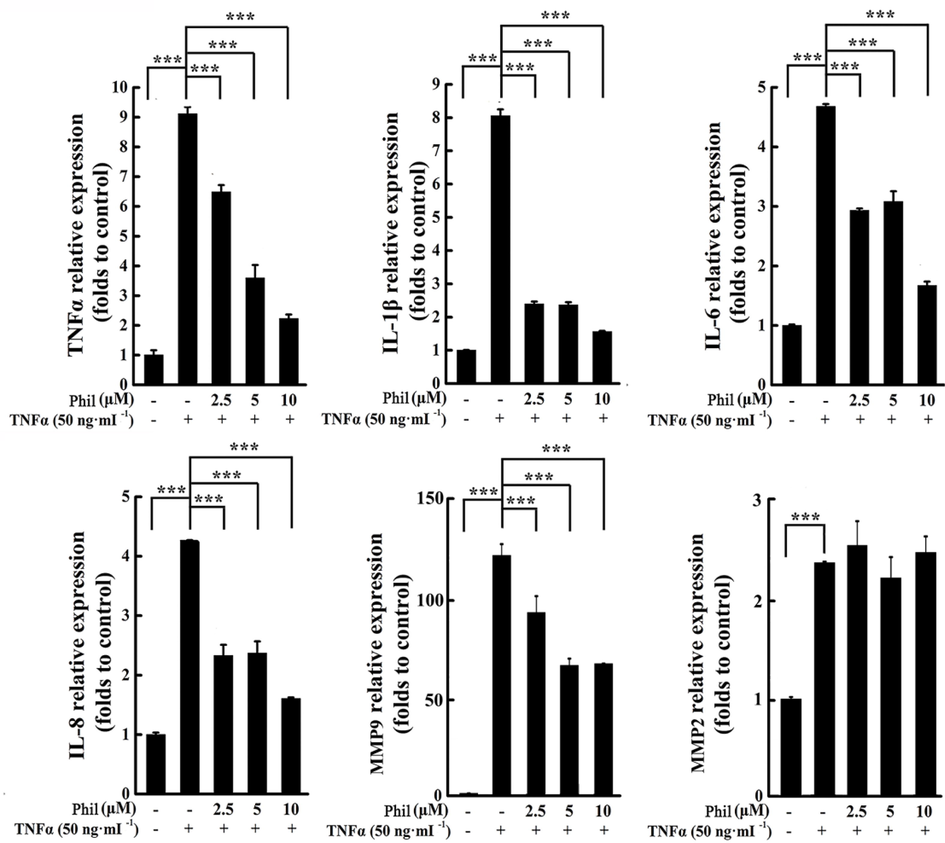 Phil treatment suppresses the transcripts of inflammatory cytokines and MMP9 in TNFα-induced arthritic FLSs. FLS cells were treated with Phil for 1 h, followed by stimulation with TNFα for 24 h. Real-time PCR was then utilized to assess the mRNA expression of various inflammatory cytokines (IL-1β, IL-6, IL-8, and TNFα) and MMPs (MMP2 and MMP9). Data are presented as means ± SD of three independent experiments (***P < 0.001).