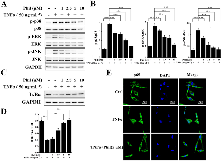 Phil inhibits the activations of MAPKs and NF-κB in TNFα-stimulated arthritic FLS cells. (A and C) FLS cells were treated with Phil at the specified doses for 1 h, followed by stimulation with TNFα for 15 min. Western blot was used to detect the activation of MAPK and NF-κB using the indicated antibodies. (B and D) The relative expressions of p-p38, p-ERK, p-JNK and IκBα were determined by densitometric analysis using Image J. (means ± SD, three independent experiments, **P < 0.01 and ***P < 0.001). (E) FLS cells were treated with 5 μM Phil for 4 h, followed by stimulation with 50 ng·ml−1 TNFα for 30 min. Representative laser confocal images demonstrated that Phil inhibited the nuclear translocation of p65.