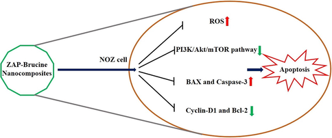 Proposed mechanisms of ZAP-Bru nanocomposites on NOZ cells.