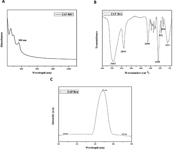 Characterization analysis of ZAP-Bru nanocomposites. (a). UV–vis absorption spectra (400–1000 nm). (b). FTIR Transmittance vs wavenumber chart of ZAP-Bru nanocomposites derived from infrared analysis. (c). Photoluminescence spectra for ZAP-Bru nanocomposites at room temperature.