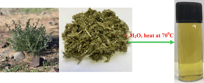 Photo images (green and dry) Artemisia herba-alba plant and its water extract.