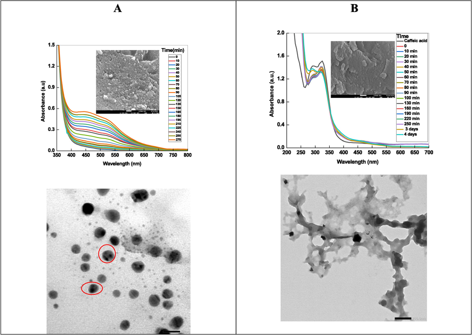 Time resolved spectra Ag NPs (A) and Pt NPs (B) along with TEM images. In set- SEM images for both NPs.