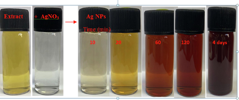 Visual observation to the formation of AgNPs by silver ions-caffeic acid redox reaction at room temperature.