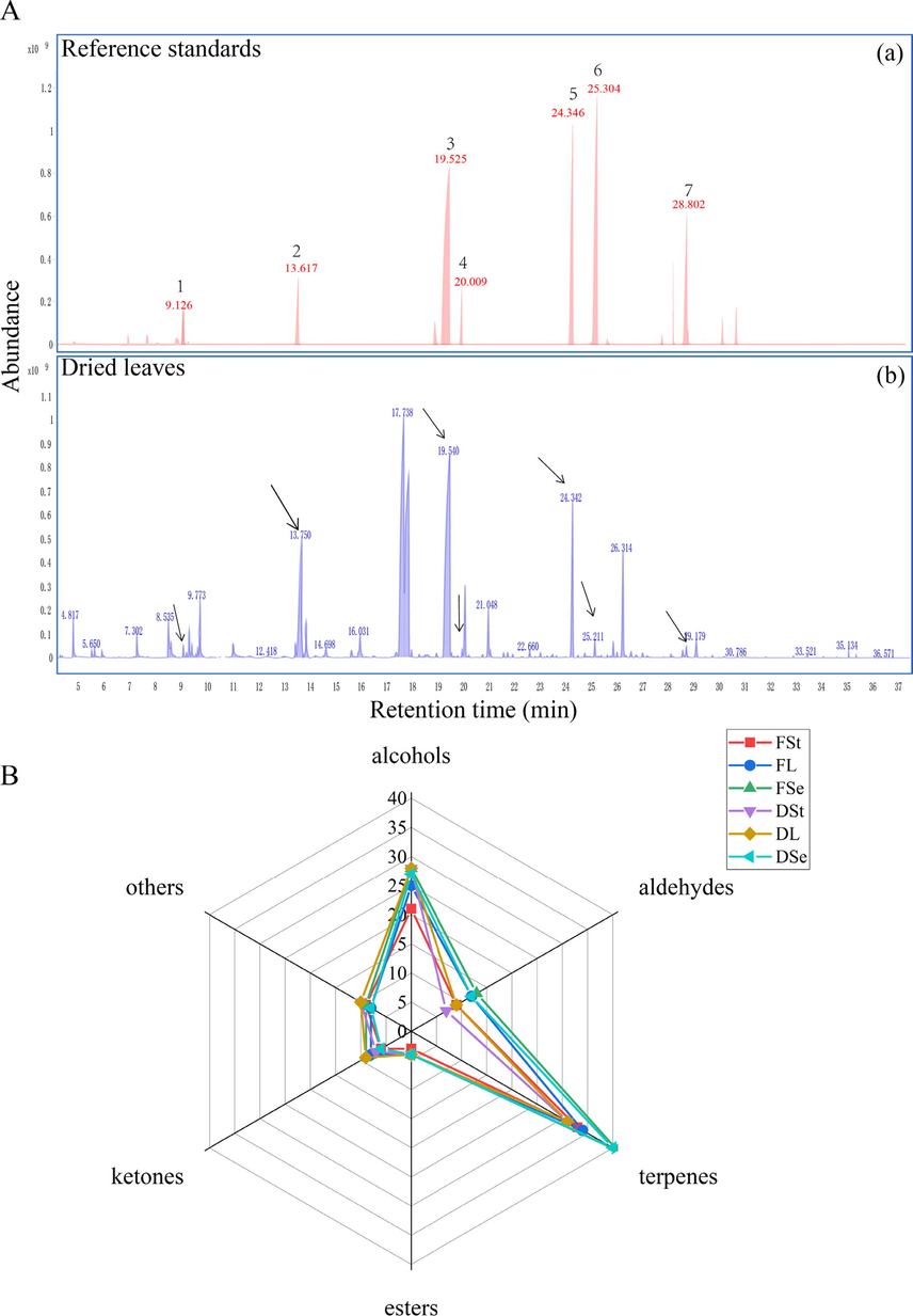 The total ion chromatograms (TIC) (A) and radar chart (B) of the fresh and dried P. frutescens from HS-SPME-GC–MS. (A): The total ion chromatograms of mixed standard chemicals (a) and dried P. frutescens leaves samples (b). 1: 1-Octen-3-ol; 2: Linalool; 3: Perilla ketone; 4: Citral; 5: Caryophyllene; 6: Humulene, 7: Caryophyllene oxide. (B): Component classification identified by HS-GC-IMS HS-SPME-GC–MS detected. Fst: fresh stems, FL: fresh leaves, FSe: fresh seeds, DSt: dried stems, DL: dried leaves, DSe: dried seeds.