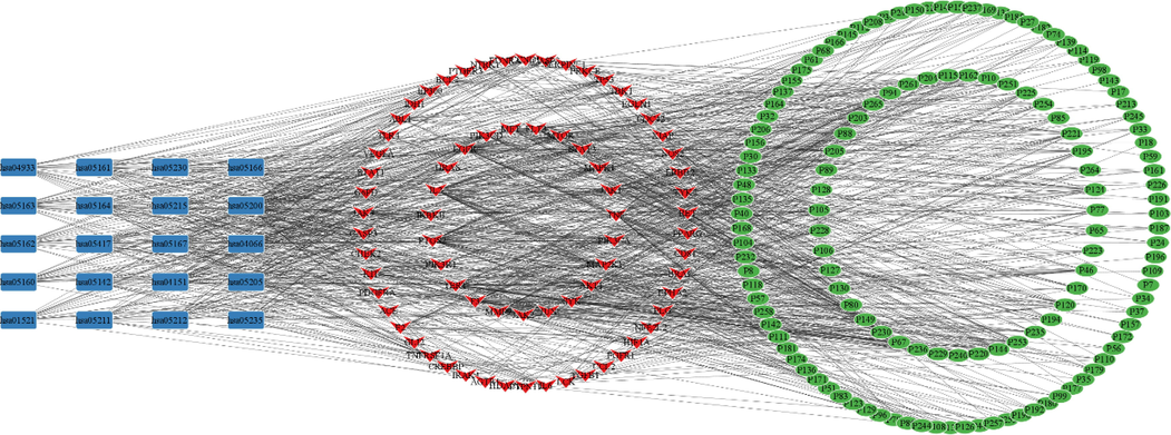 Compound-target-pathway network. green circular nodes represent chemical compounds, red V-shaped nodes represent targets, and blue rectangular nodes represent pathways.