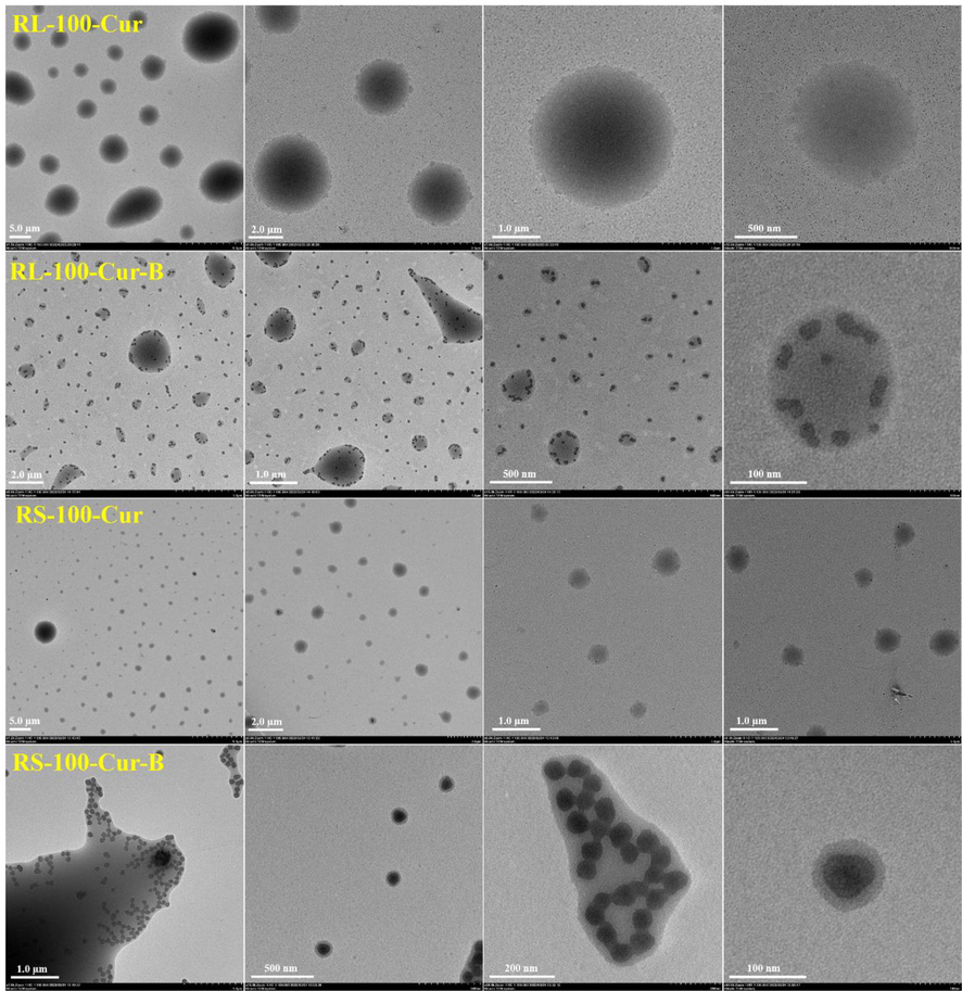 Transmission electron microscope images of fluorescent complexes RL-100-Cur, RS-100-Cur, RL-100-Cur-B and RS-100-Cur-B.