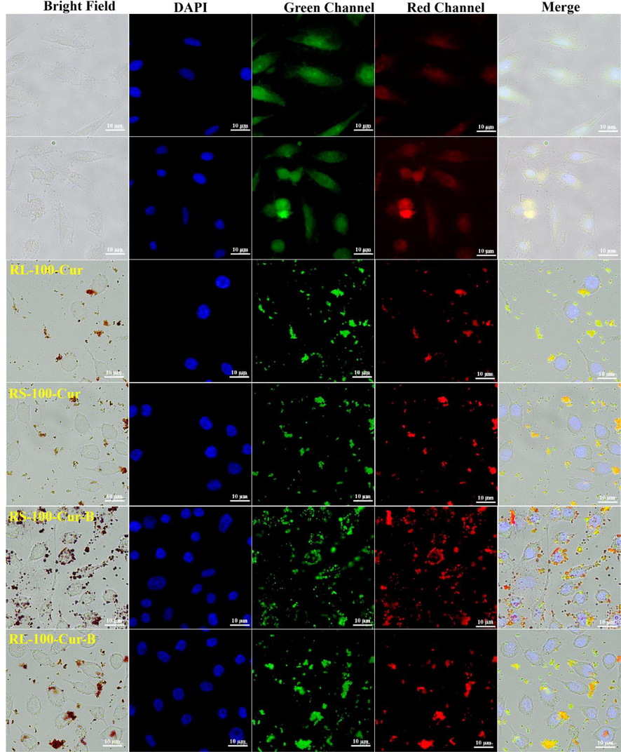 Cellular imaging of RL-100-Cur, RS-100-Cur, RL-100-Cur-B and RS-100-Cur-B.