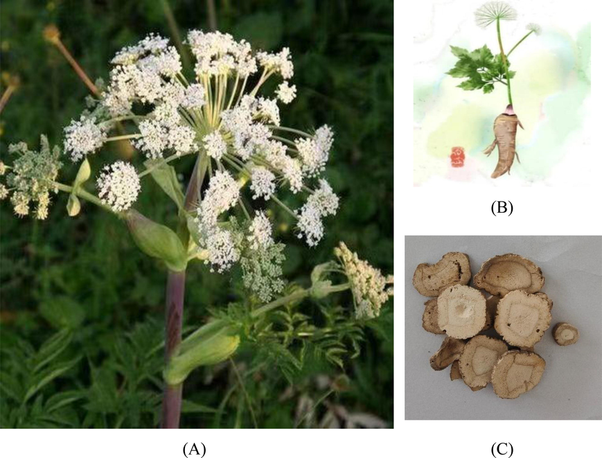 Plant morphology (A) (B) and decoction pieces morphology (C) of AD.