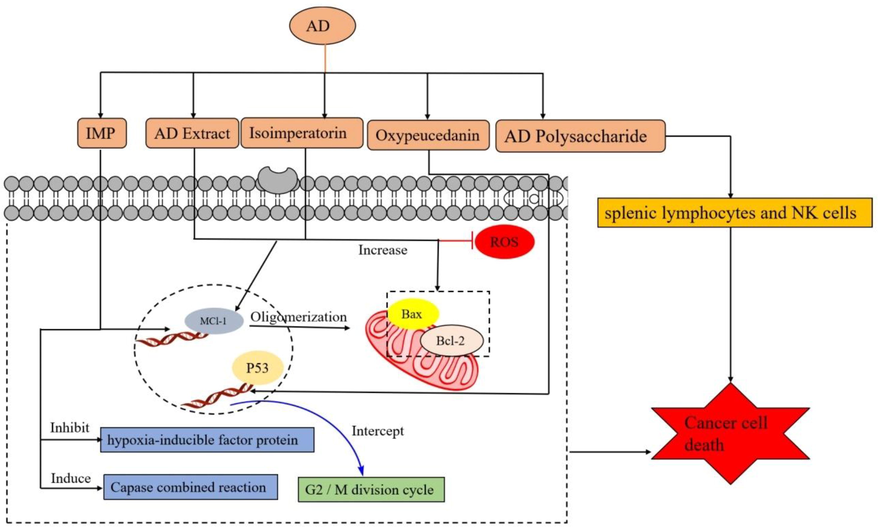 The component molecular mechanism of AD in anticancer.