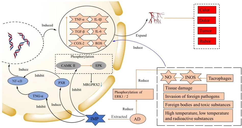 The anti-inflammatory molecular mechanism of AD.