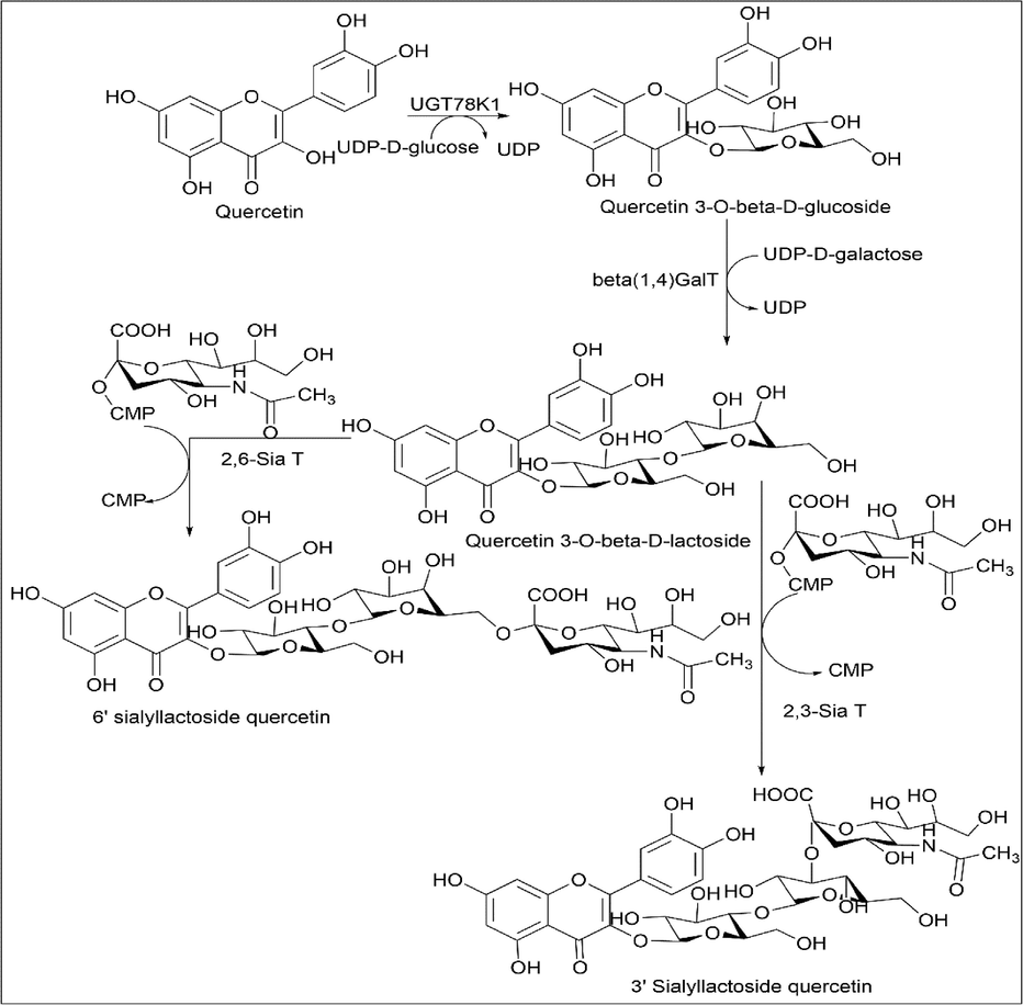 Synthesis of Quercetin 3-O-β-D-glucoside, Quercetin 3-O-β-D-lactoside, 3′ sialyllactosyl quercetin and 6′ sialyllactosyl quercetin.