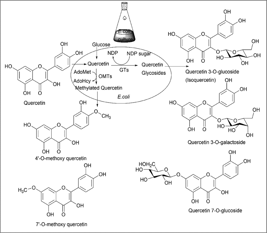 Synthesis of derivative of Quercetin using E. coli.