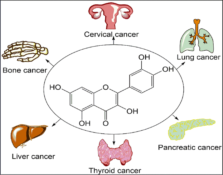 Quercetin acting on various types of cancer.