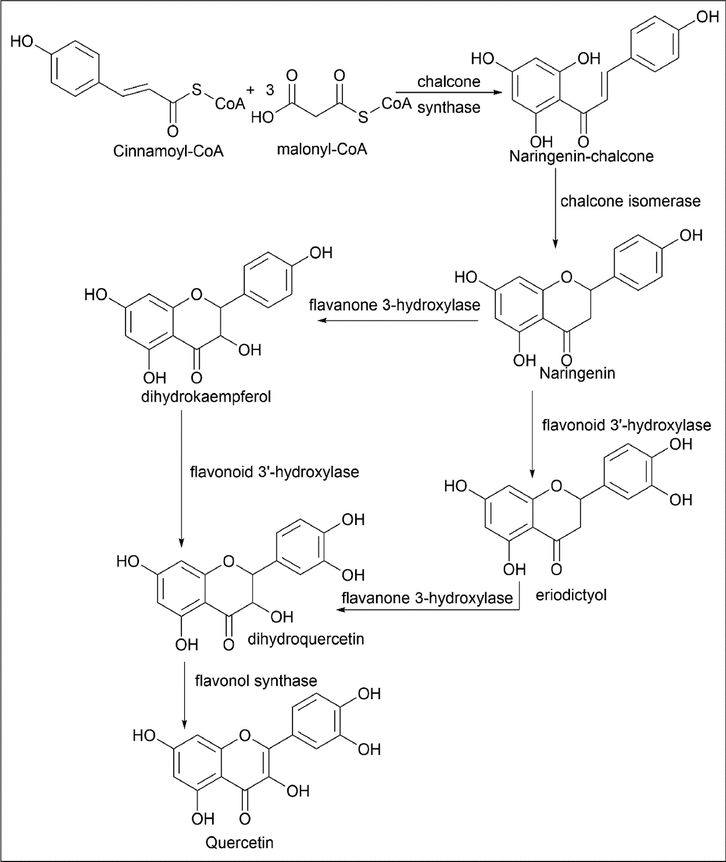 Biosynthesis of Quercetin using Cinnamoyl-CoA and Malonyl-CoA.