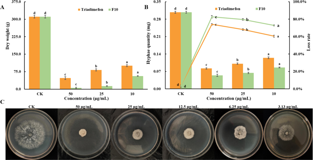 A: The dry weight of hyphae treated with F10 and triadimefon; B: The loss rate of hyphae treated with F10 and triadimefon; C: Effect of treatment with F10 at different concentrations on the mycelial growth process. Error bars denote the standard error of the mean for three independent experiments. Different lowercase letters denote statistically significant differences at P < 0.05.