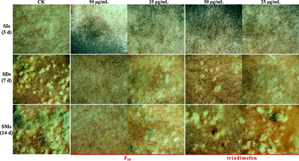 Sclerotia formation of T. cucumeris treated with F10 and triadimefon.