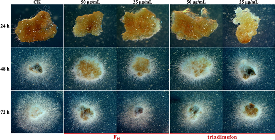 Sclerotia germination of T. cucumeris treated with F10 and triadimefon.