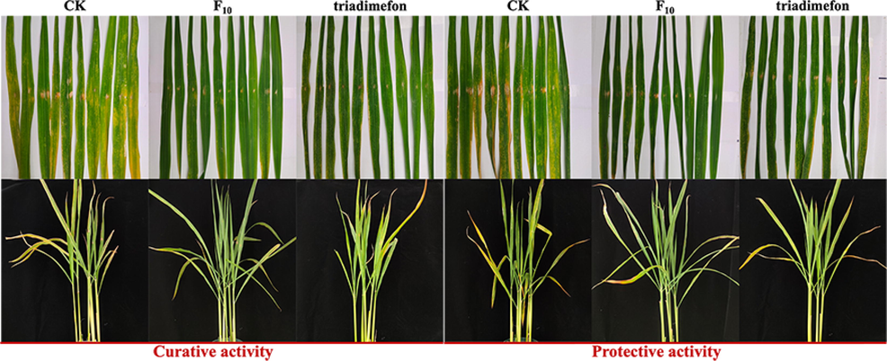 In vivo curative and protective activities of F10 and triadimefon against T. cucumeris at 200 μg/mL.