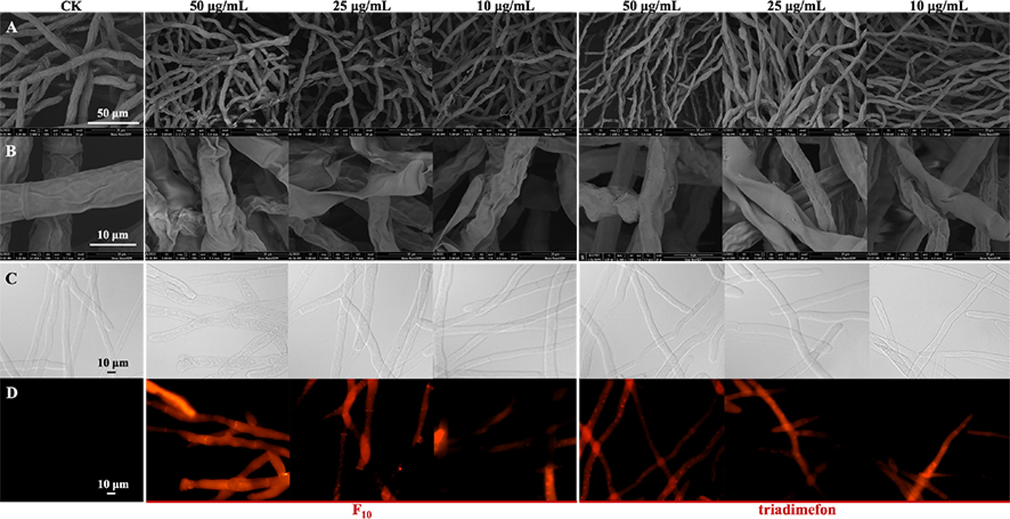 Morphological observation of T. cucumeris treated with F10 and triadimefon. A and B: Observed by SEM; C and D: observed by FM; C: bright field; D: fluorescence field.