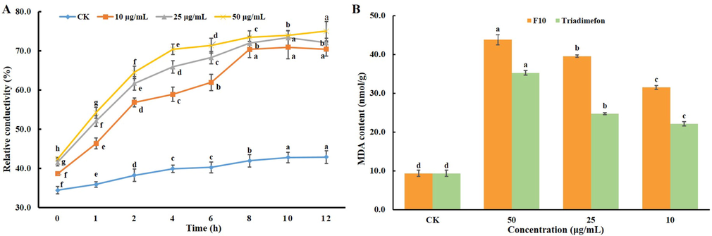 A: Cell membrane permeability of the hyphae of T. cucumeris treated with F10 at different concentrations and times; B: MDA content of hyphae treated with F10 and triadimefon at different concentrations (50.0, 25.0, and 10.0 μg/mL). Error bars denote the standard error of the mean for three independent experiments. Different lowercase letters denote statistically significant differences at P < 0.05.