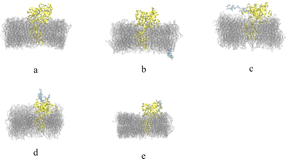 Final structural analysis of the interaction between theoretical models of native peptides obtained by cleavage of TTIp 56/287 with TMPRSS2. a: Pep1 – Peptide obtained by cleavage with pepsin; b: Pep2 – Peptide obtained by cleavage with pepsin; c: Tryp1 – Peptide obtained by cleavage with trypsin; d: Tryp2 – Peptide obtained by cleavage with trypsin; e: Chym1 – Peptide obtained by cleavage with chymotrypsin. TTIp 56/287: trypsin inhibitor purified from tamarind seeds (TTIp), model number 56, in conformation number 287. TMPRSS2: transmembrane serine protease 2.