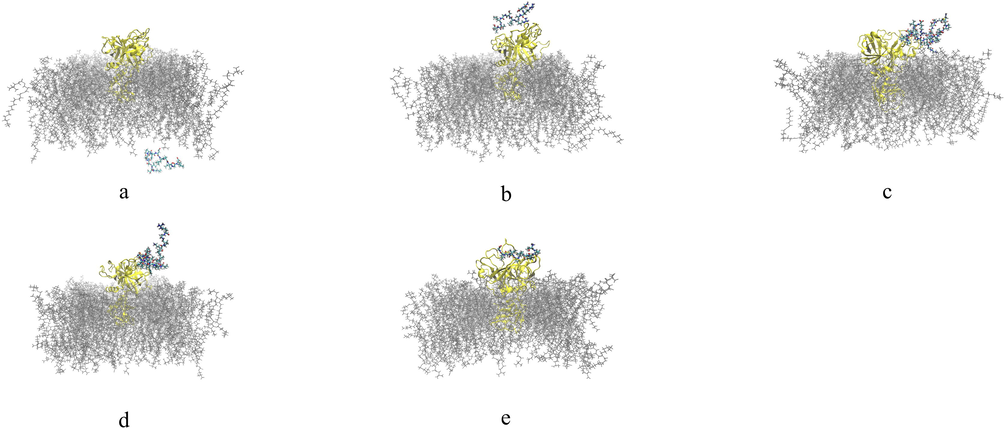 Final structural analysis of the interaction between theoretical models of analogous peptides obtained by cleavage of TTIp 56/287 with TMPRSS2. a: ID 32 – Peptide analogue to Pep1; b: ID 76 – Peptide analogue to Pep2; c: ID 63 – Peptide analogue to Tryp1; d: ID 336 – Peptide analogue to Tryp2; e: ID 101 – Peptide analogue to Chym1. TTIp 56/287: trypsin inhibitor purified from tamarind seeds (TTIp), model number 56, in conformation number 287. TMPRSS2: transmembrane serine protease 2.