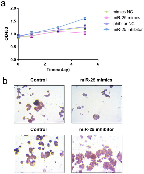 (a) RAW 264.7 cells were cultured in a-MEM containing RANKL (50 ng/mL) for 120 h. The CCK-8 assay was used to detect proliferation. (b) Representative pictures of TRAP-positive multinucleated cells are shown.