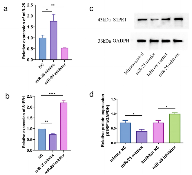 Levels of miR-25 and S1PR1 in HEK293T cell transfected with different miR-25 mimics/inhibitors. Relative levels of (a) miR-25-3p and (b) S1PR1 after transfection of miR-25-3p or anti-miR-25-3p measured by qRT-PCR. (c) The protein band of western blotting for S1PR1. (d) The analysis for gray value by Image J. Data represent mean ± SD (n = 3), * P < 0.05, ** P < 0.01 and **** P < 0.0001 vs. the control group.