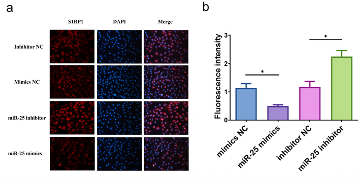 (a) Representative immunofluorescence photomicrograph of S1PR1 (red)-labeled osteoclasts. Nuclei were stained with DAPI (blue). (b) Fluorescence quantitative histogram of photomicrograph, * P < 0.05.