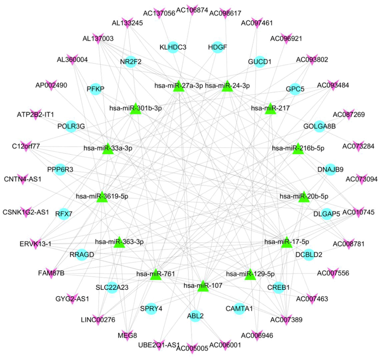 LncRNA-miRNA-mRNA ceRNA network construction. After predicting miRNA and mRNA, the ceRNA network was constructed. (Purple V, lncRNA; green triangle, miRNA; cyan circle, mRNA; connecting line: targeting interaction between genes).